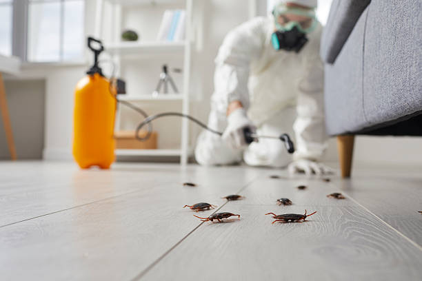 Commercial Rodent Management in Olton